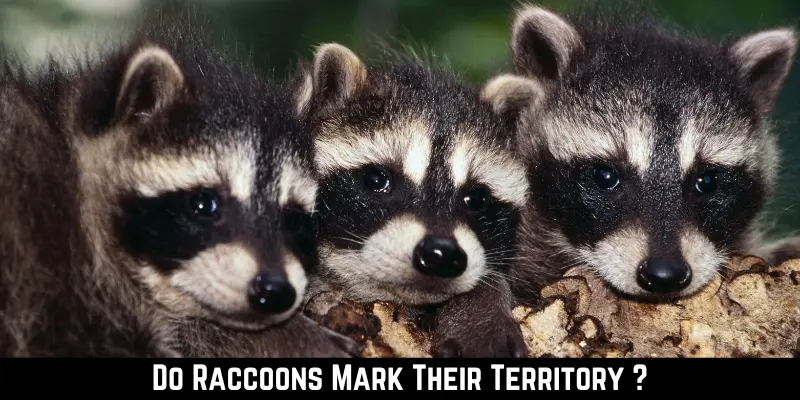 Do Raccoons Mark Their Territory