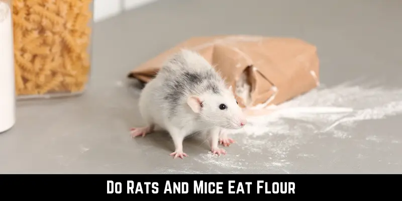 Do Rats And Mice Eat Flour