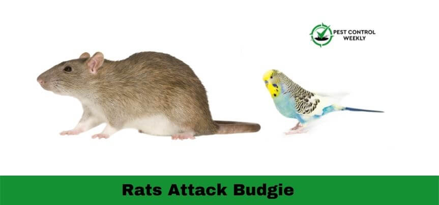 Do Rats Attack Budgie