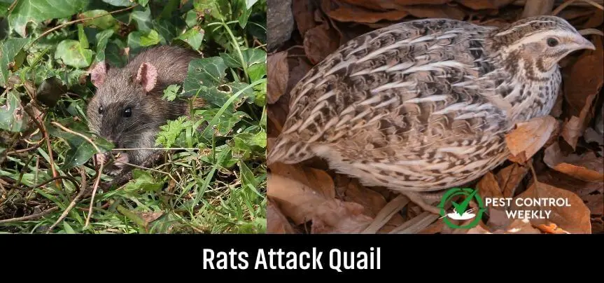 Do Rats Attack Quail