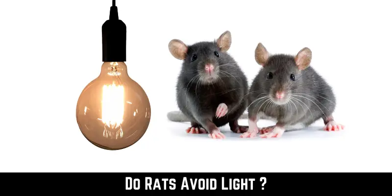 Do Rats Avoid Light