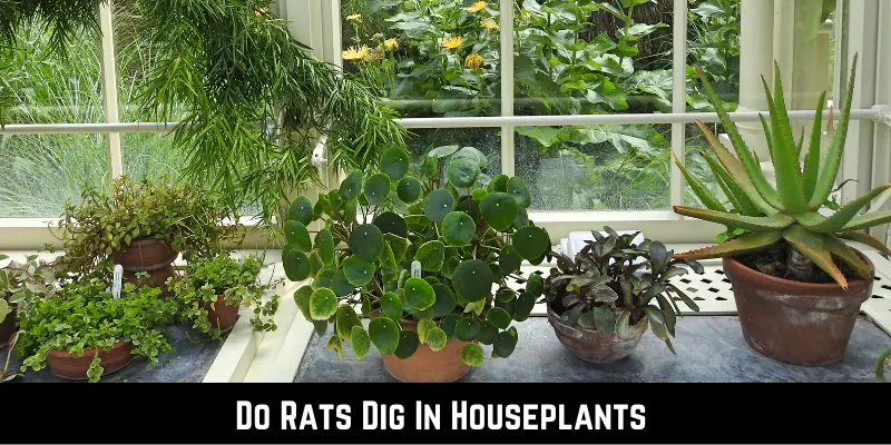 Do Rats Dig In Houseplants