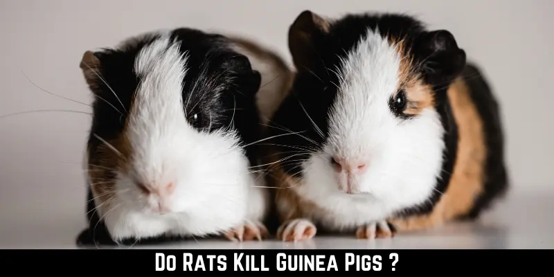Do Rats Kill Guinea Pigs