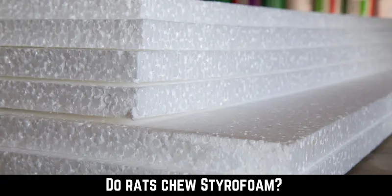 Do rats chew Styrofoam