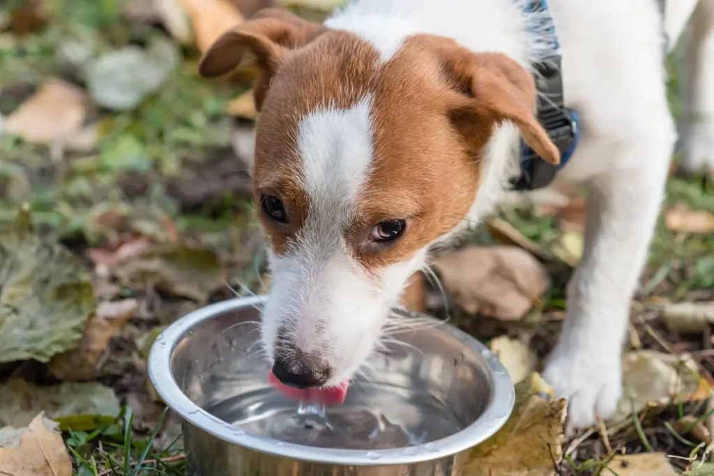 Dog's Water Bowl