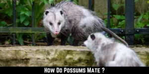 How Do Possums Mate