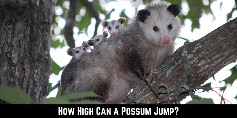 How High Can a Possum Jump
