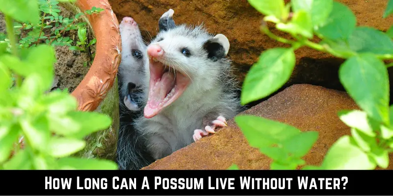 How Long Can A Possum Live Without Water
