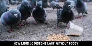 How Long Do Pigeons Last Without Food