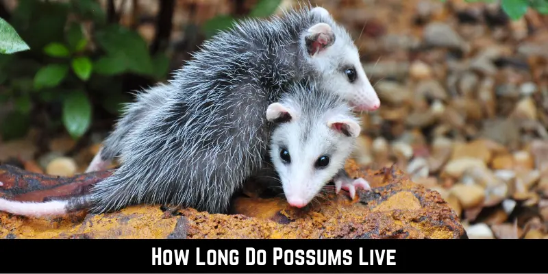 How Long Do Possums Live