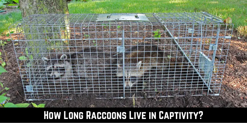 How Long Raccoons Live in Captivity