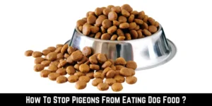 How To Stop Pigeons From Eating Dog Food