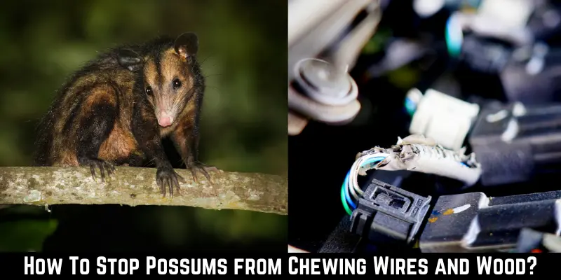 How To Stop Possums from Chewing Wires and Wood