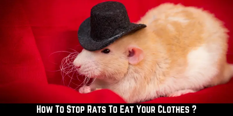 How To Stop Rats To Eat Your Clothes