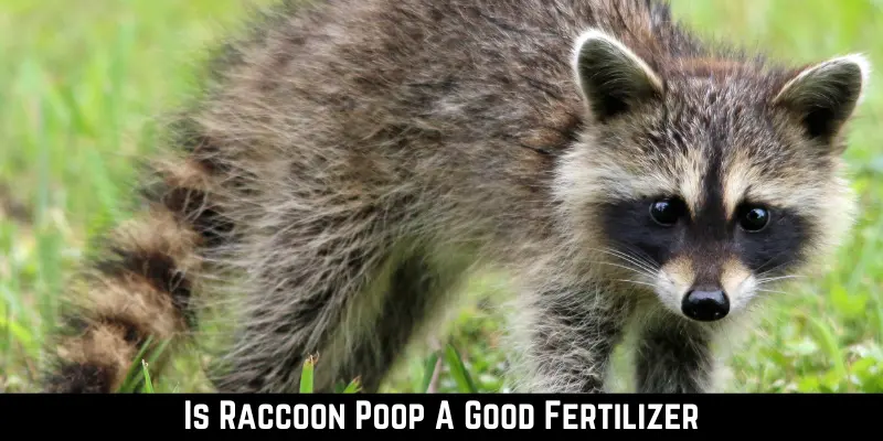 Is Raccoon Poop A Good Fertilizer