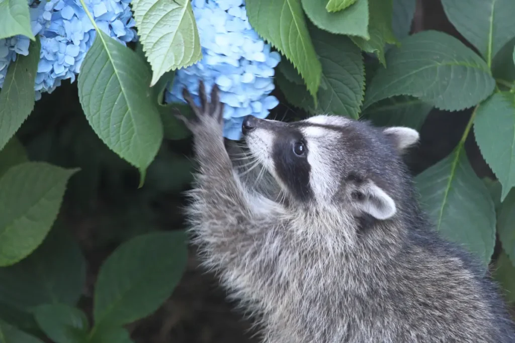 Raccoons Eat Hydrangeas