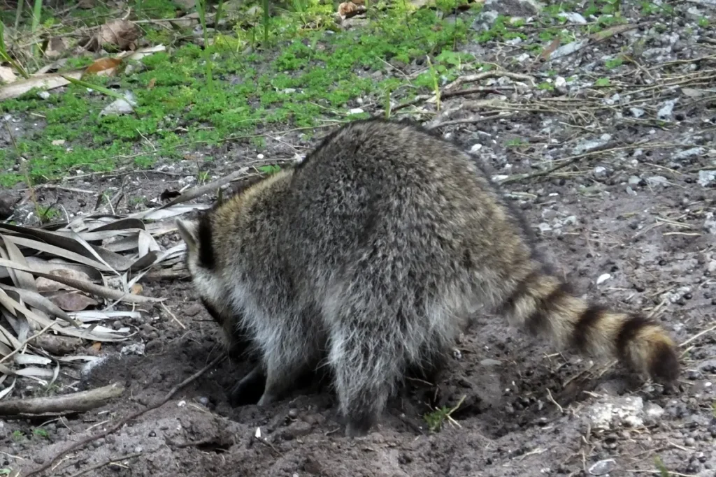 Raccoons Mark Territory With Poop