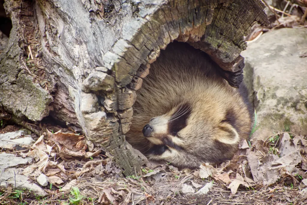 Raccoons Poop Where They Sleep