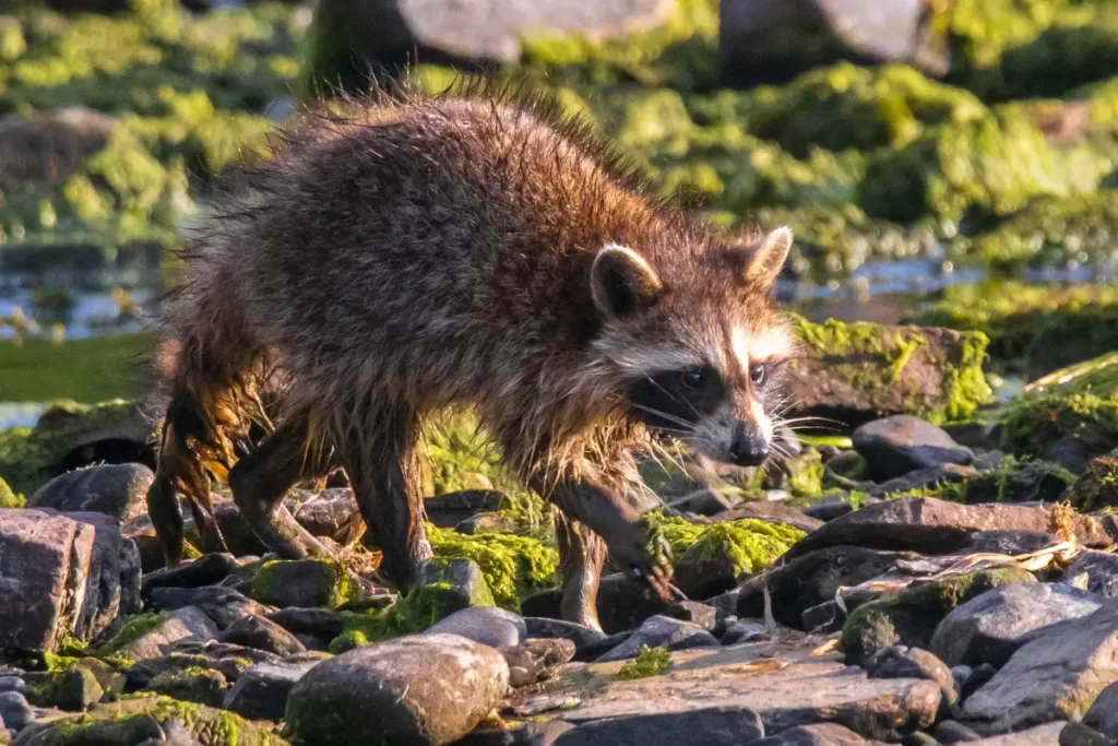 Raccoons eat algae