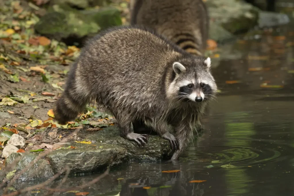 Raccoons go in the water