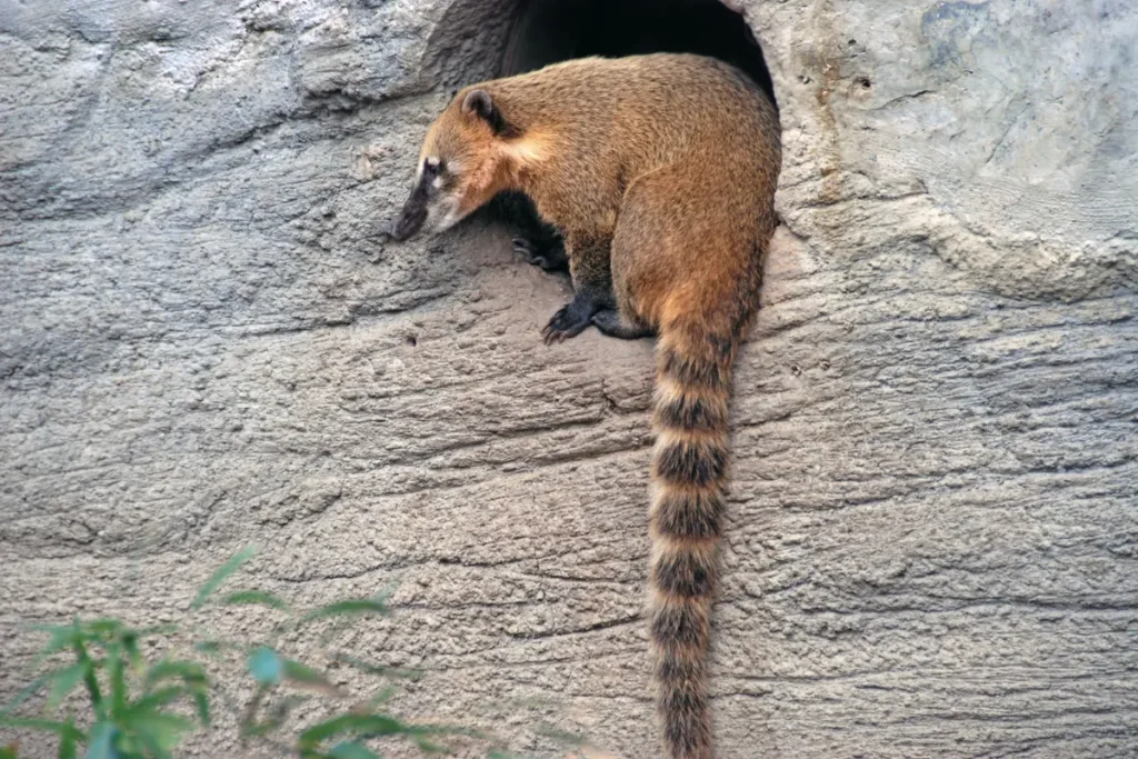 Raccoons in caves
