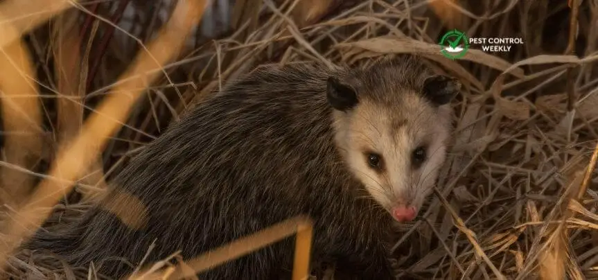 are opossums blind