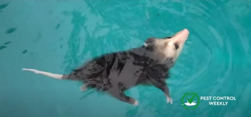 can possums swim