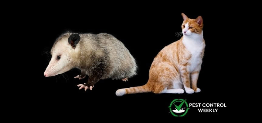 do cats and possums get along