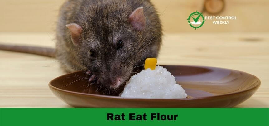 do rats and mice eat flour