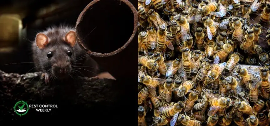 do rats attack bee hives