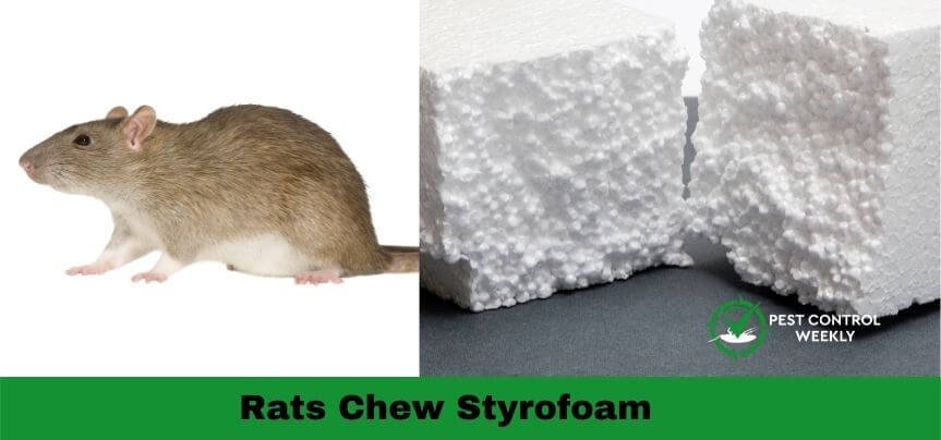 do rats chew styrofoam