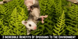 3 Incredible Benefits Of Opossums To The Environment