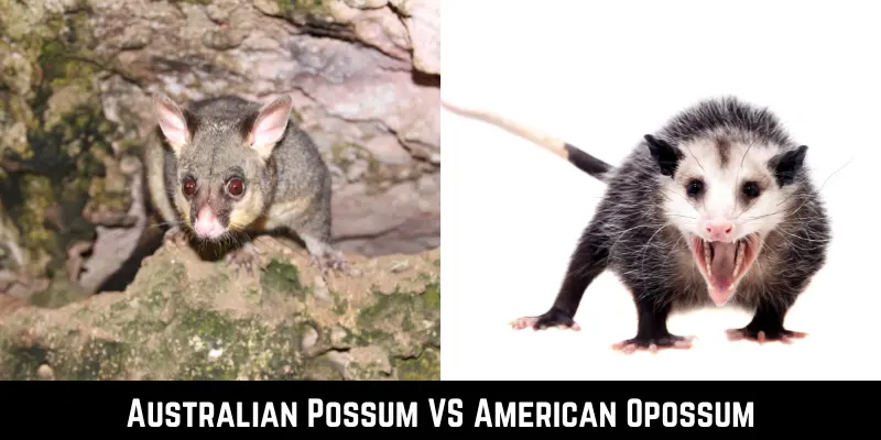 Australian Possum VS American Opossum