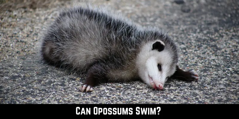 Can Opossums Swim
