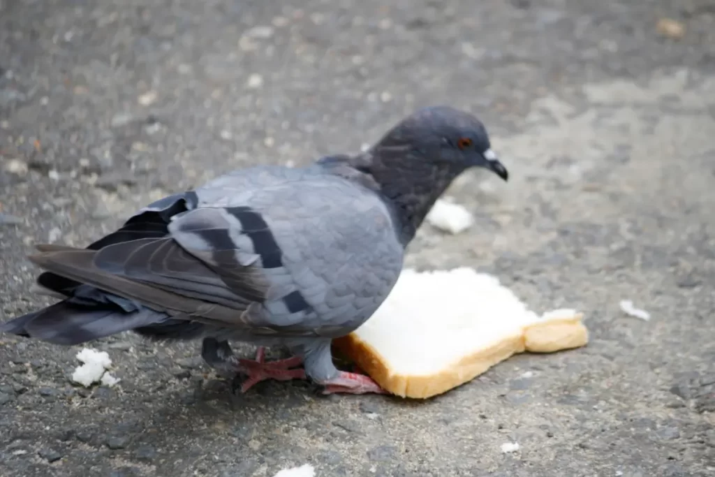 Do Pigeons Eat Bread
