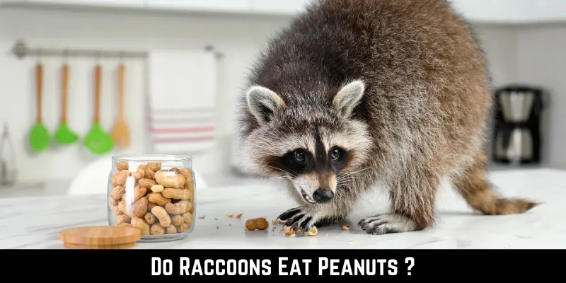 Do Raccoons Eat Peanuts