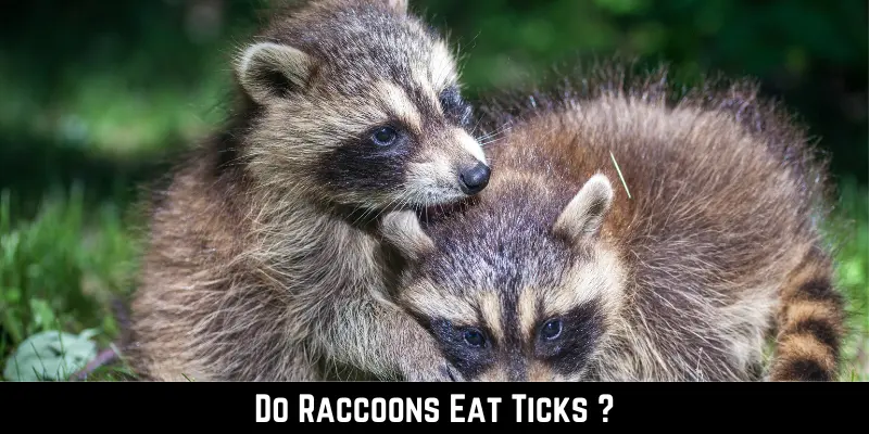 Do Raccoons Eat Ticks