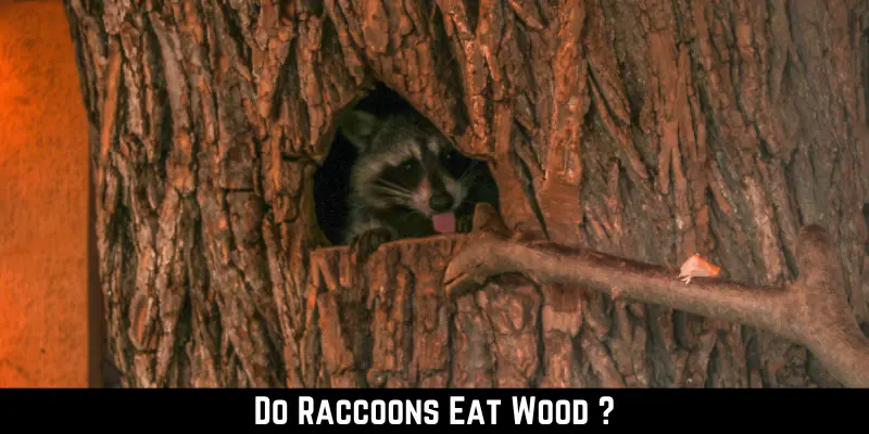 Do Raccoons Eat Wood