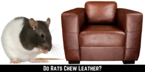 Do Rats Chew Leather