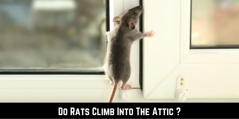 Do Rats Climb Into The Attic
