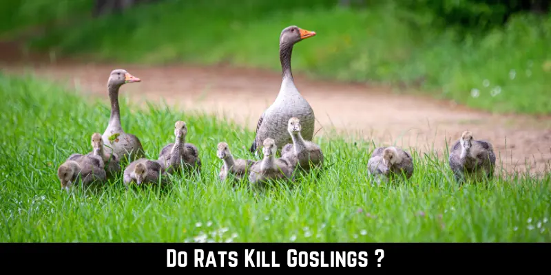 Do Rats Kill Goslings