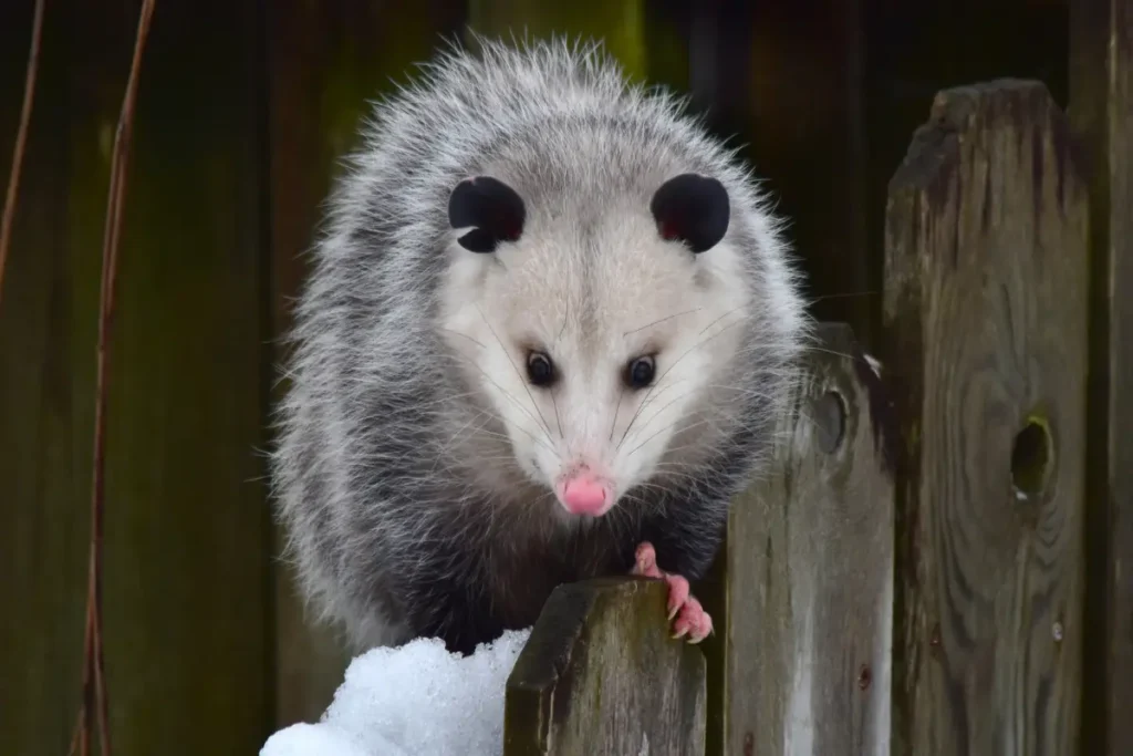 Lutrine opossums