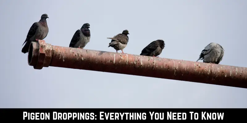 Pigeon Droppings