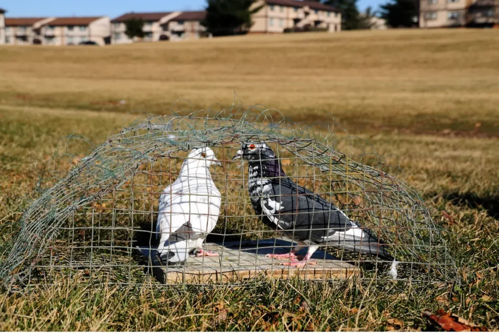 Pigeon Traps