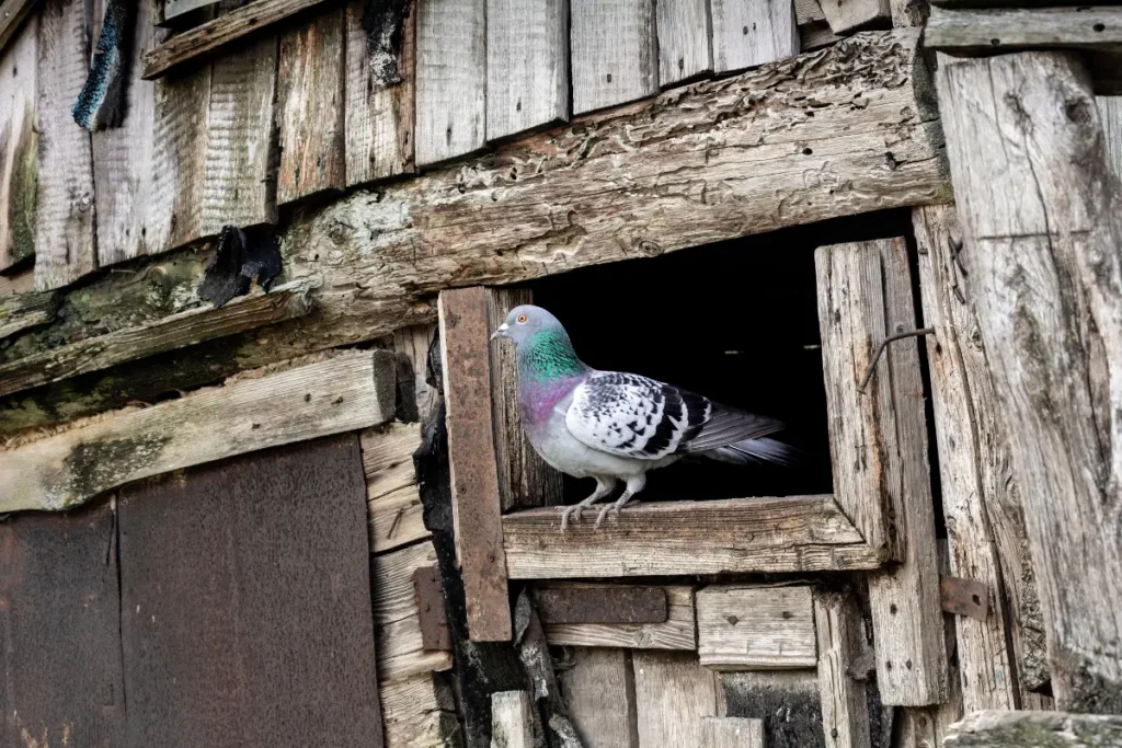 Pigeons in a Barn