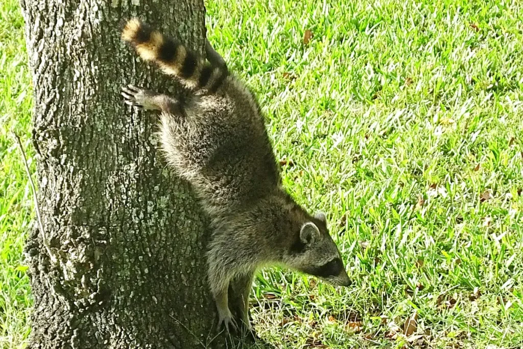 Raccoons Climb Down Trees