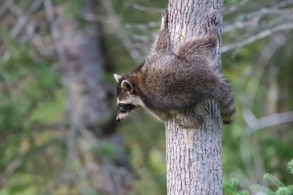 Raccoons Climb on Wood (1)