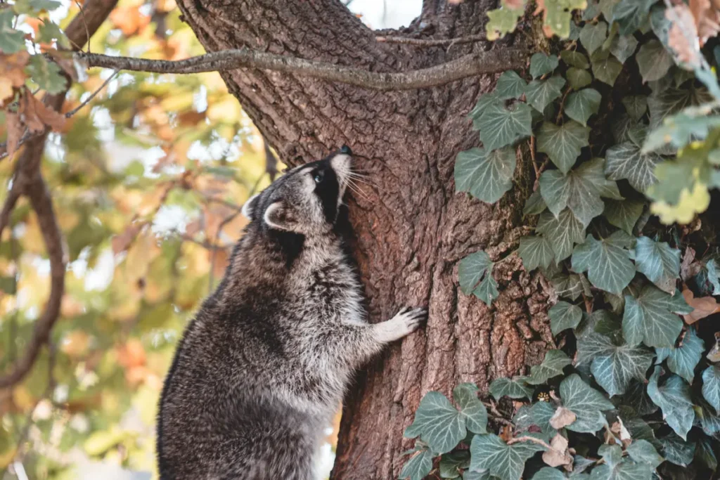 Raccoons Climb on Wood