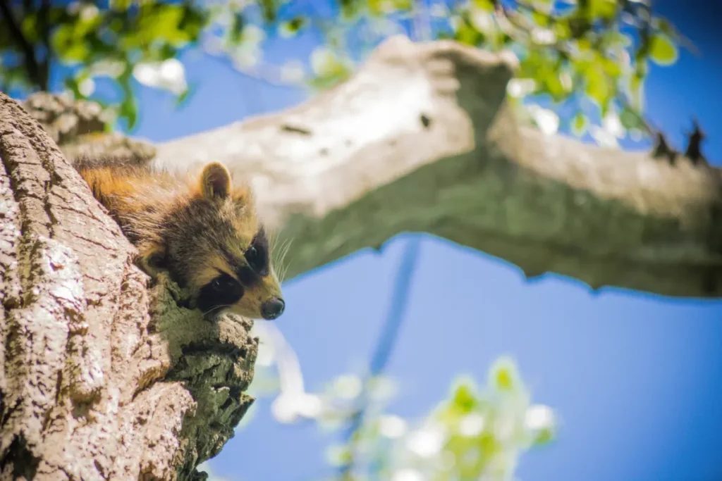 Raccoons Sleep on tree