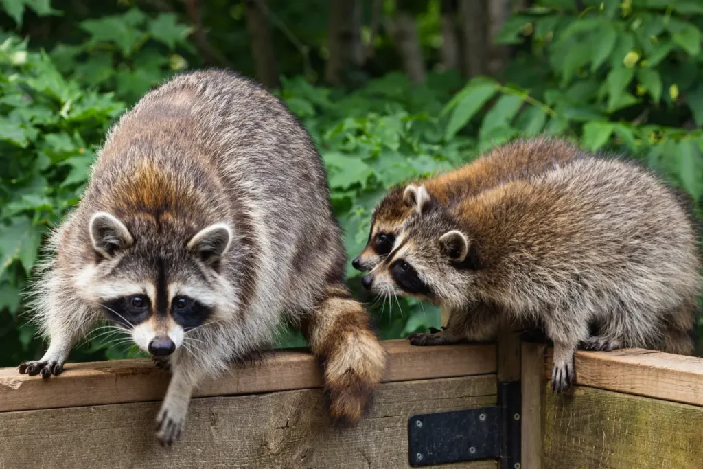 Raccoons With Their Babies